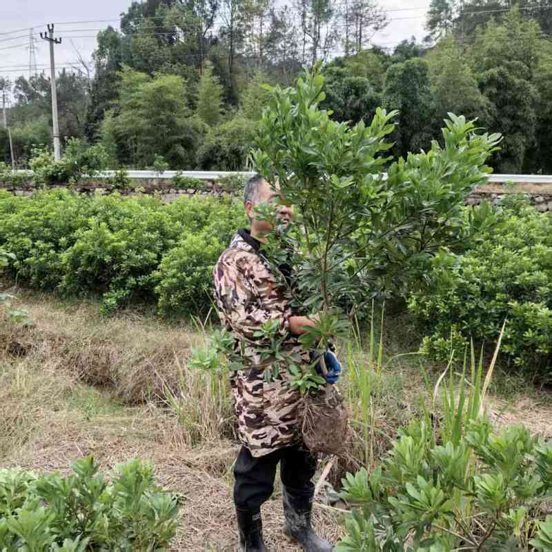 正宗仙居东魁杨梅苗1-6年原杯原土早熟结果黑炭盆栽果树