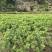 正宗仙居东魁杨梅苗1-6年原杯原土早熟结果黑炭盆栽果树