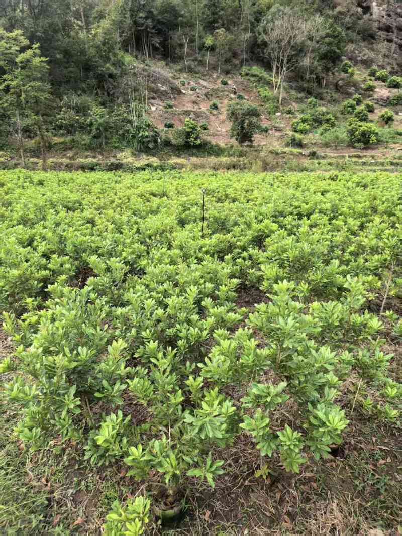 正宗仙居东魁杨梅苗1-6年原杯原土早熟结果黑炭盆栽果树