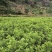 正宗仙居东魁杨梅苗1-6年原杯原土早熟结果黑炭盆栽果树