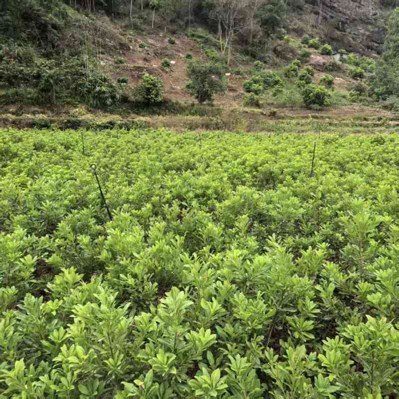 正宗仙居东魁杨梅苗1-6年原杯原土早熟结果黑炭盆栽果树