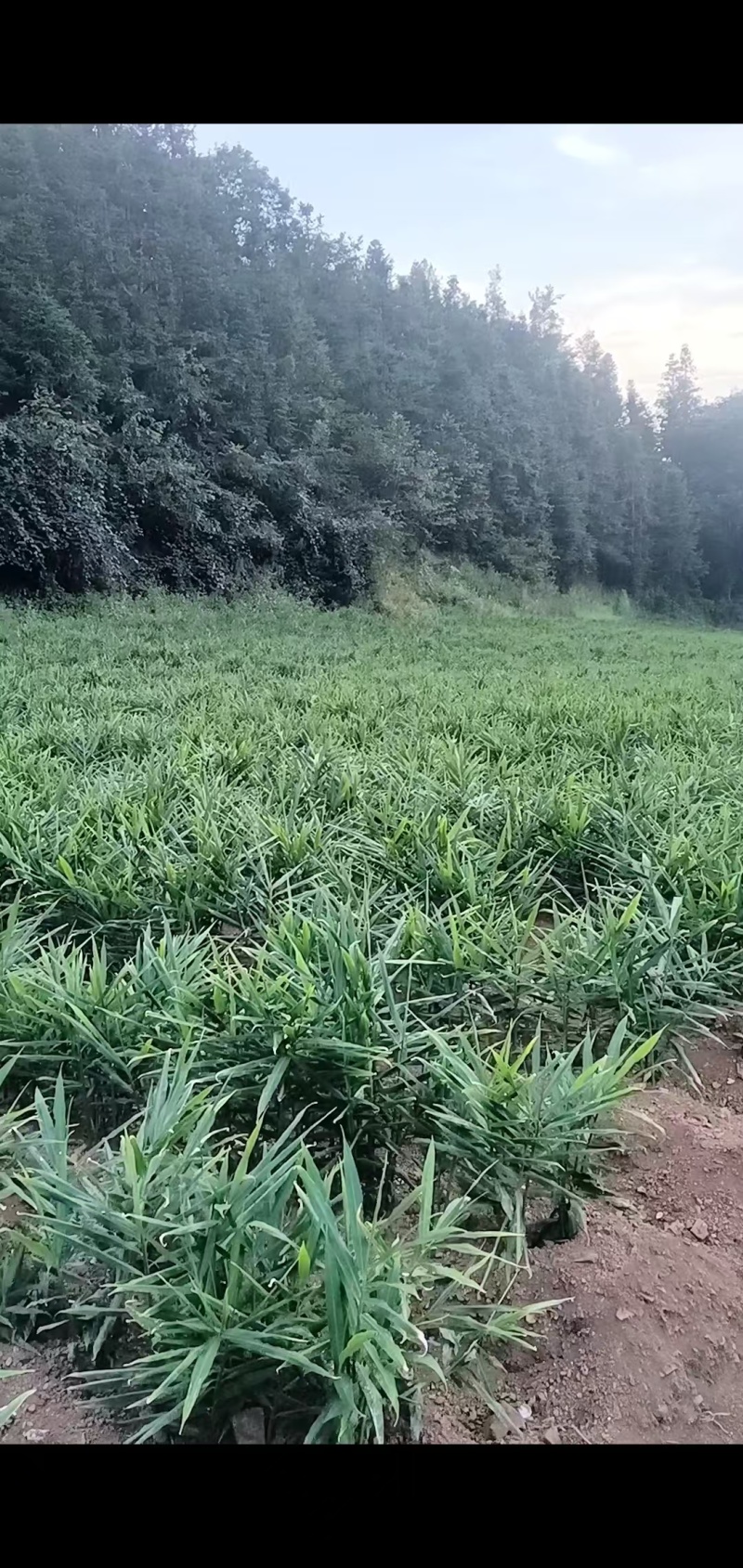 高原阳光种植晴隆二黄姜带泥锁鲜风味浓产地直发