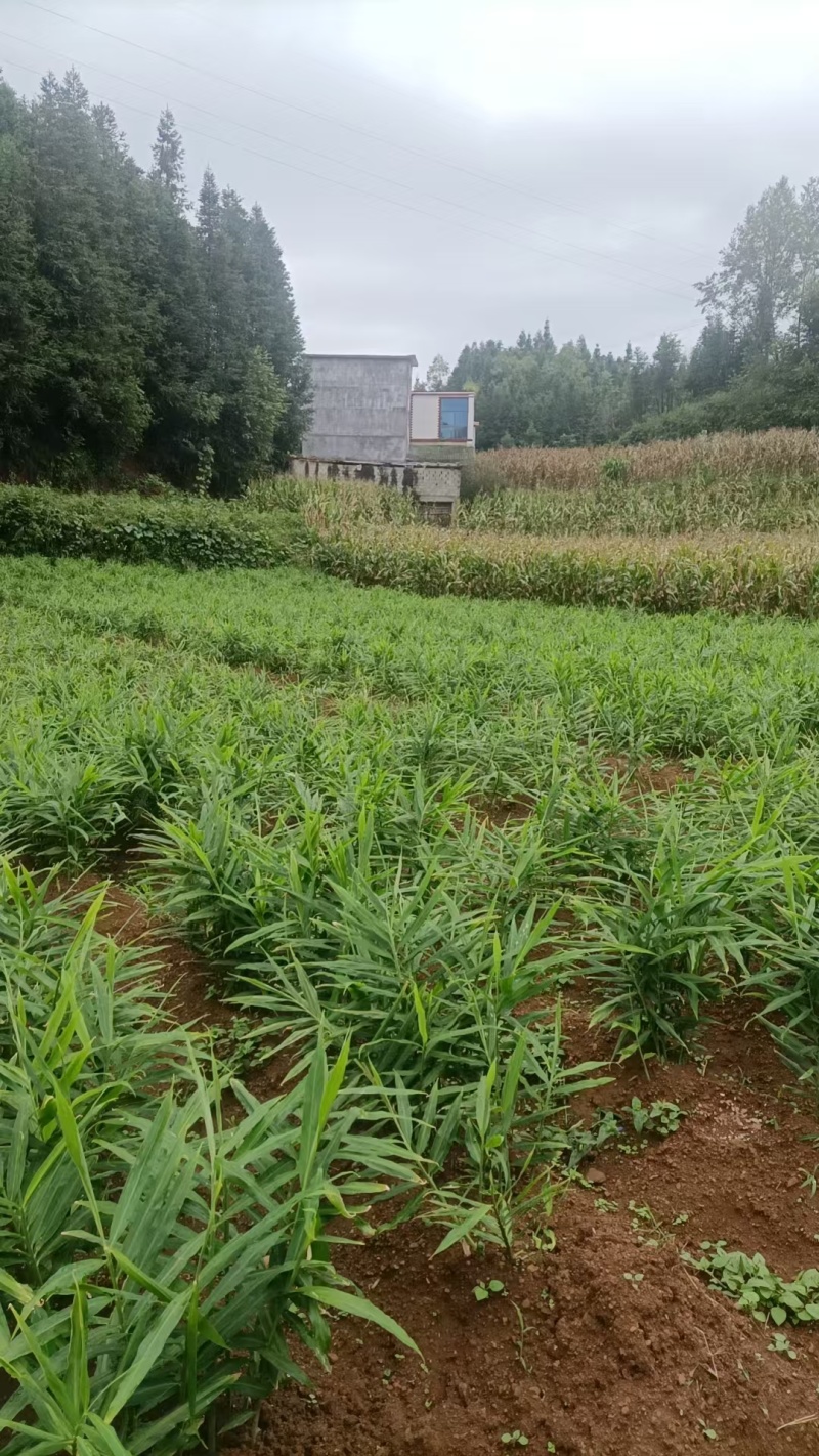 高原阳光种植晴隆二黄姜带泥锁鲜风味浓产地直发