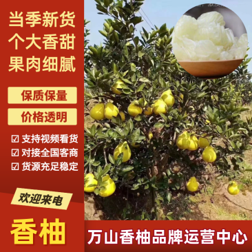 实力货源香柚基地发货货源充足香甜脆甜全国发货