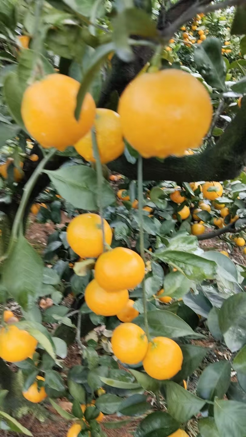 四川蜜橘大量上市/皮薄汁多/一手货源/视频看货/欢迎致电
