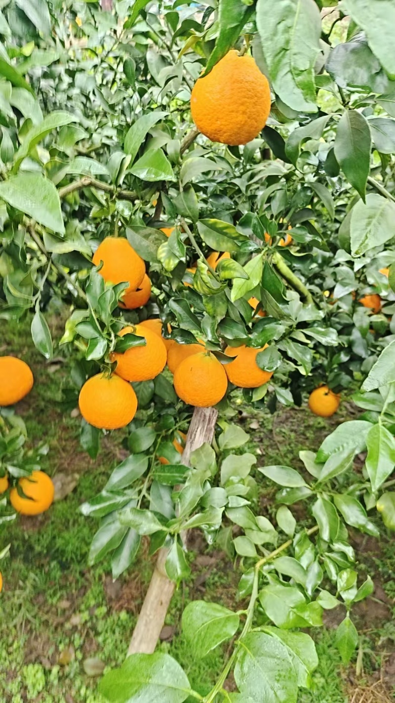 四川精品橙子/爱媛橙果冻橙/可视频看货/量大价优/欢迎咨询