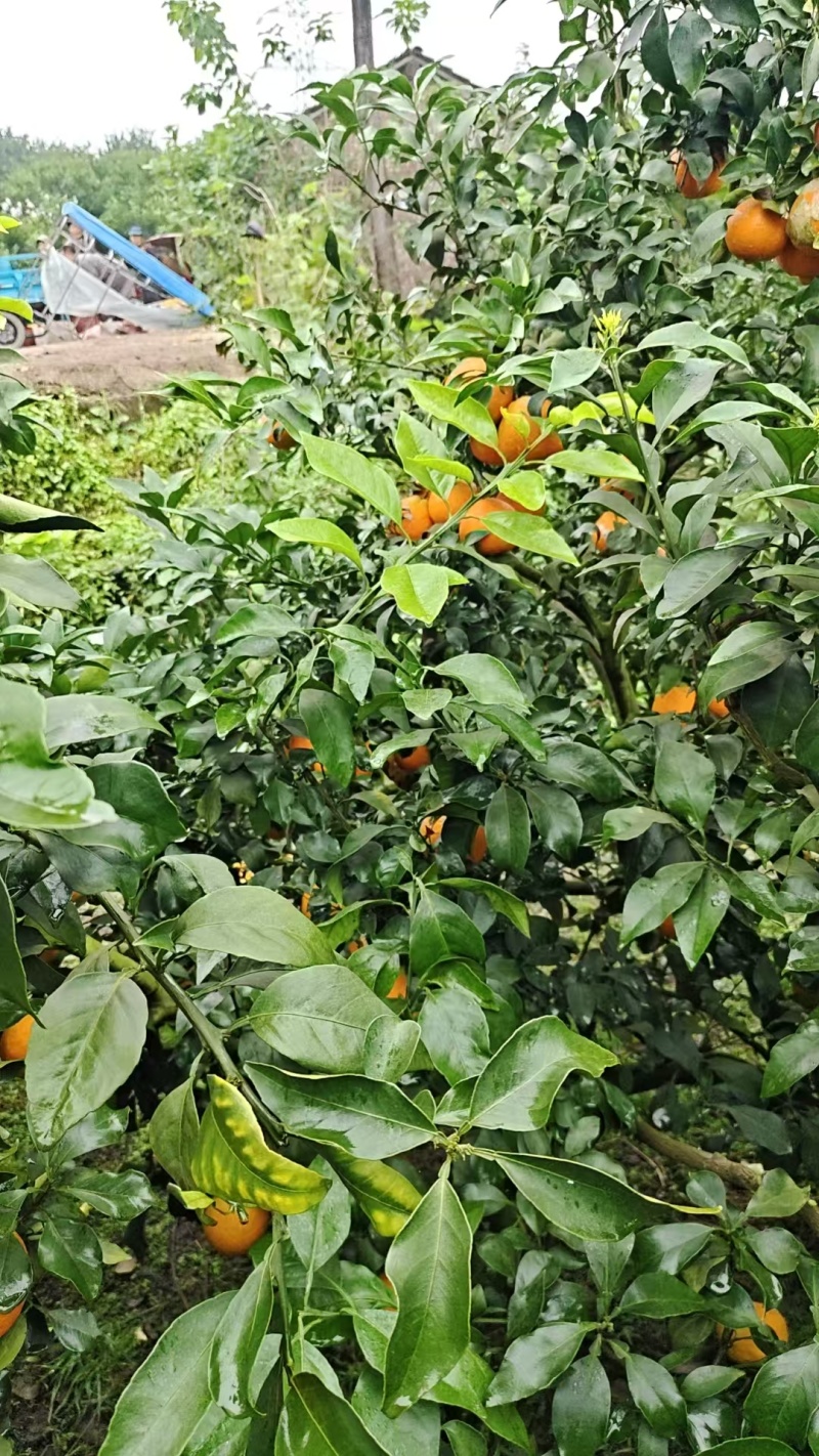 四川精品橙子/爱媛橙果冻橙/可视频看货/量大价优/欢迎咨询