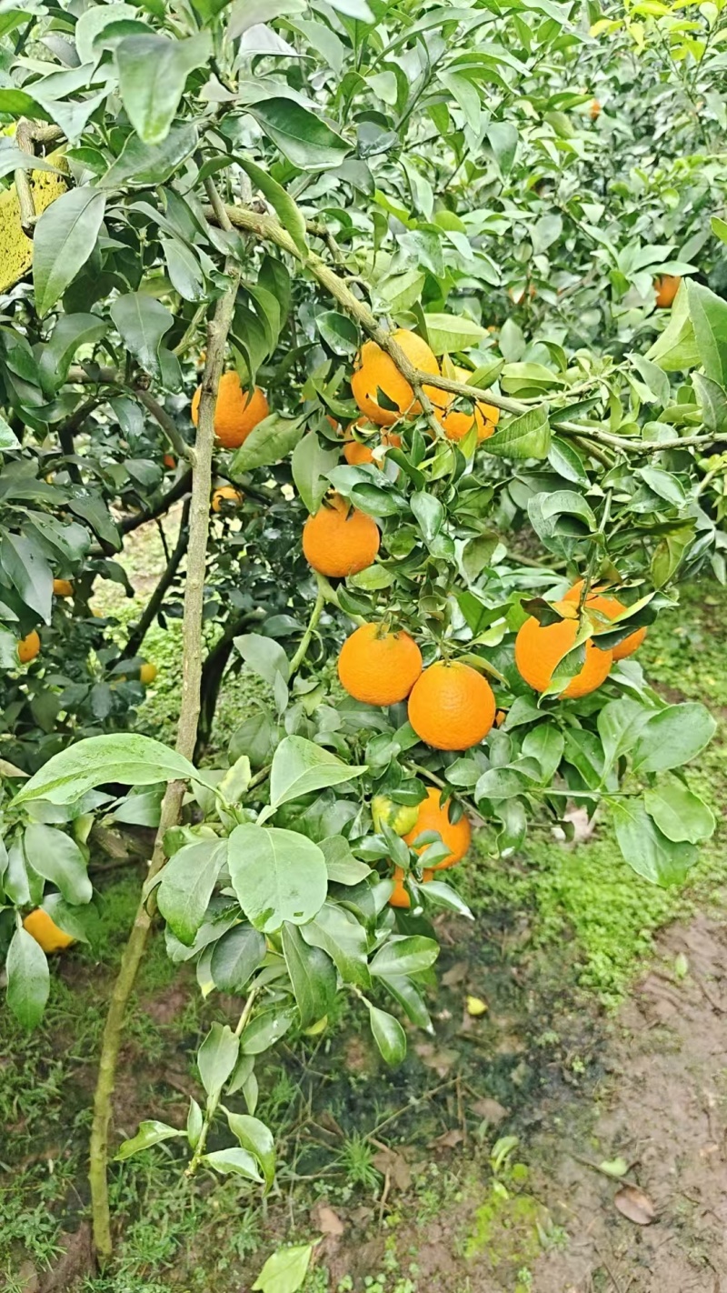 四川精品橙子/爱媛橙果冻橙/可视频看货/量大价优/欢迎咨询