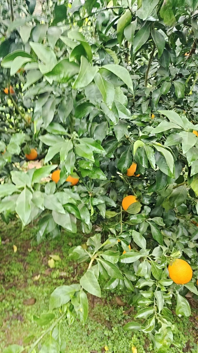 四川精品橙子/爱媛橙果冻橙/可视频看货/量大价优/欢迎咨询