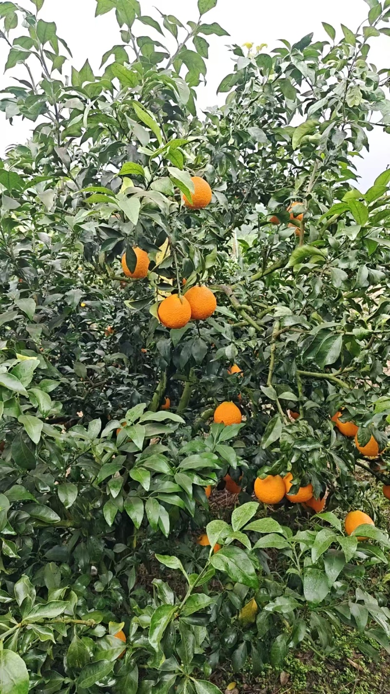 四川精品橙子/爱媛橙果冻橙/可视频看货/量大价优/欢迎咨询