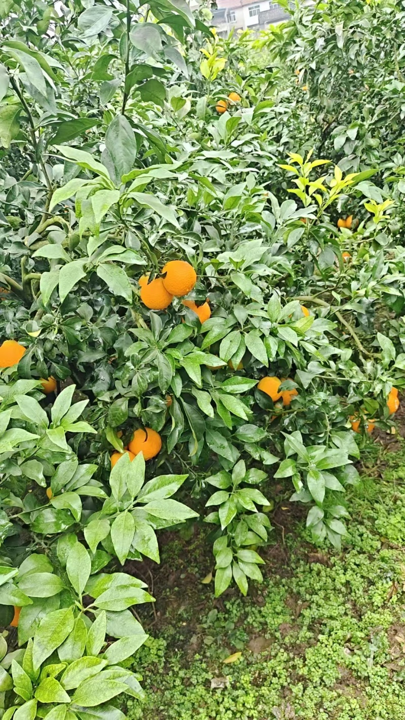 四川精品橙子/爱媛橙果冻橙/可视频看货/量大价优/欢迎咨询