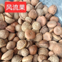 风流果野生正品泡酒料龟子头天竺粒风流果大货批发