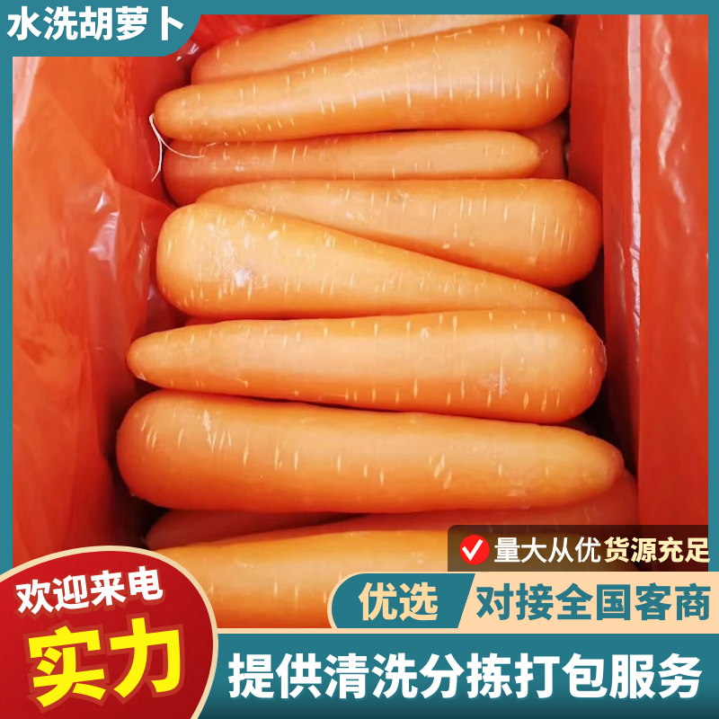 国内产地认证出口专用精品胡萝卜多种规则欢迎采购
