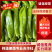 精品尖椒，产地直供，一手货源，大量供应市场，超市，电商