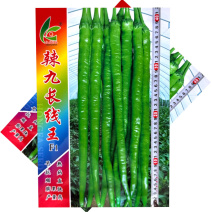 辣九长线王线椒种子杂交早熟抗病顺直辣味香浓膨果快产量高