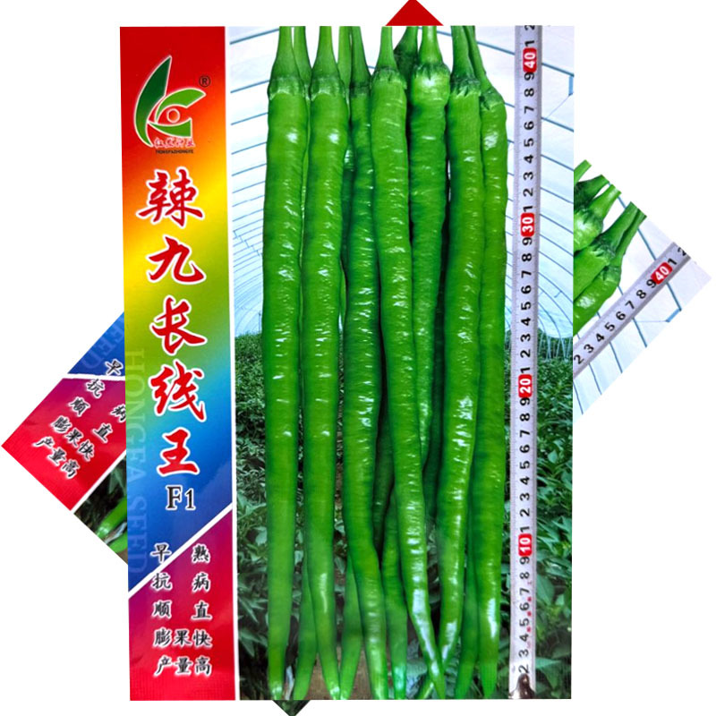 辣九长线王线椒种子杂交早熟抗病顺直辣味香浓膨果快产量高