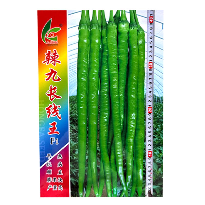 辣九长线王线椒种子杂交早熟抗病顺直辣味香浓膨果快产量高