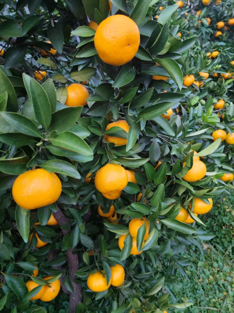 新余蜜橘(本地早现摘现发一手货源诚信经营欢迎来电洽谈