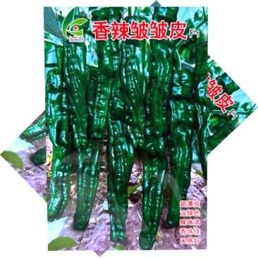 香辣皱皱皮辣椒种子杂交早熟皱皮椒种籽薄皮辣味香浓口感好