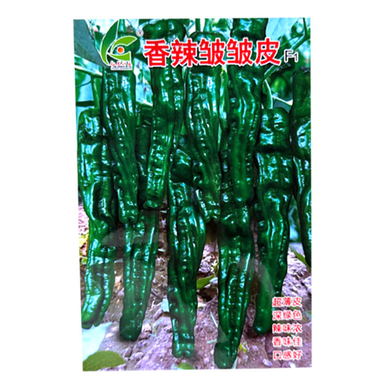香辣皱皱皮辣椒种子杂交早熟皱皮椒种籽薄皮辣味香浓口感好