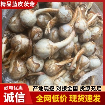 云南冬季精品蓝皮茨菇大量上市大吨位供应欢迎来电咨询