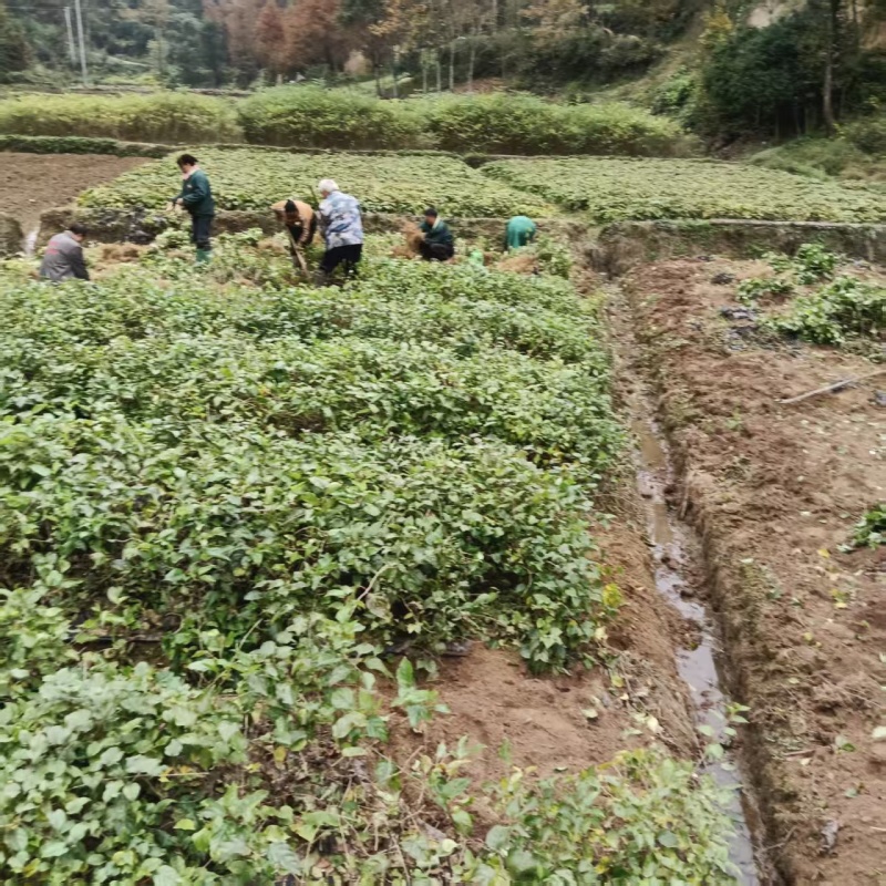 对鄂水杨桃苗/水杨桃苗广元苍溪种植基地直供欢迎电话洽谈