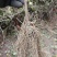 对鄂水杨桃苗/水杨桃苗广元苍溪种植基地直供欢迎电话洽谈