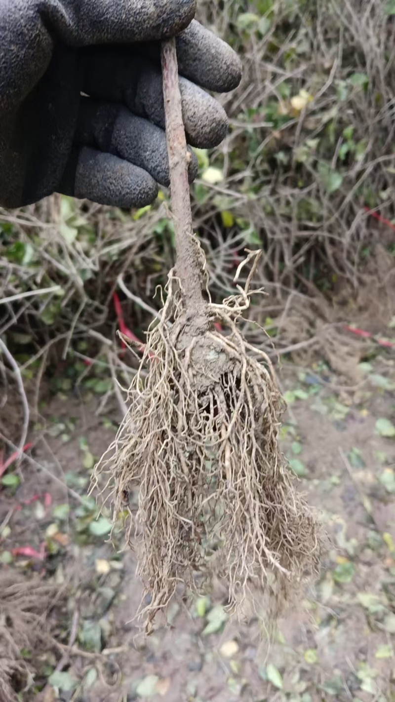 对鄂水杨桃苗/水杨桃苗广元苍溪种植基地直供欢迎电话洽谈