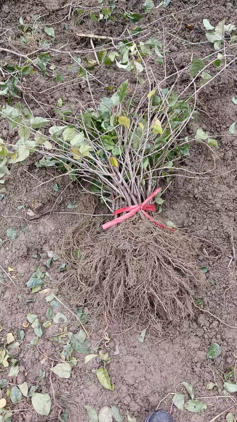 对鄂水杨桃苗/水杨桃苗广元苍溪种植基地直供欢迎电话洽谈