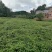对鄂水杨桃苗/水杨桃苗广元苍溪种植基地直供欢迎电话洽谈