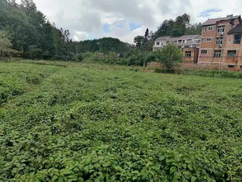 对鄂水杨桃苗/水杨桃苗广元苍溪种植基地直供欢迎电话洽谈