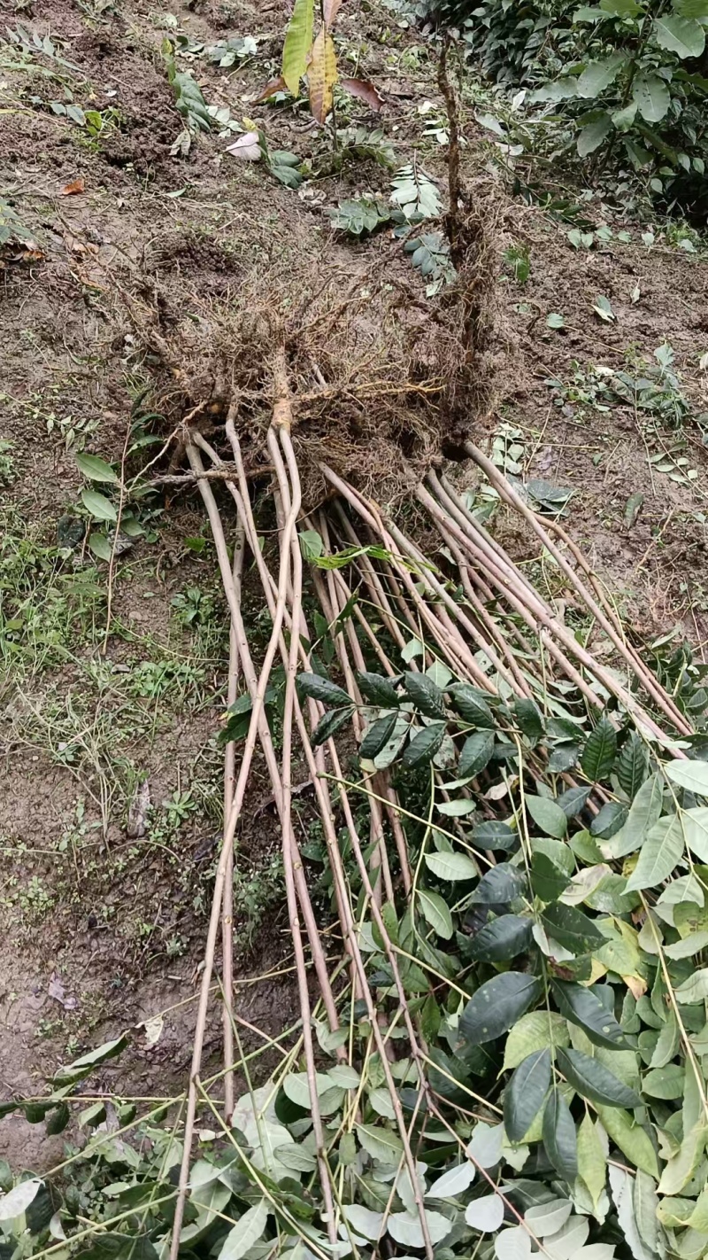 厚皮黄柏树苗中药树苗木黄柏广元种植基地对接批发采购等