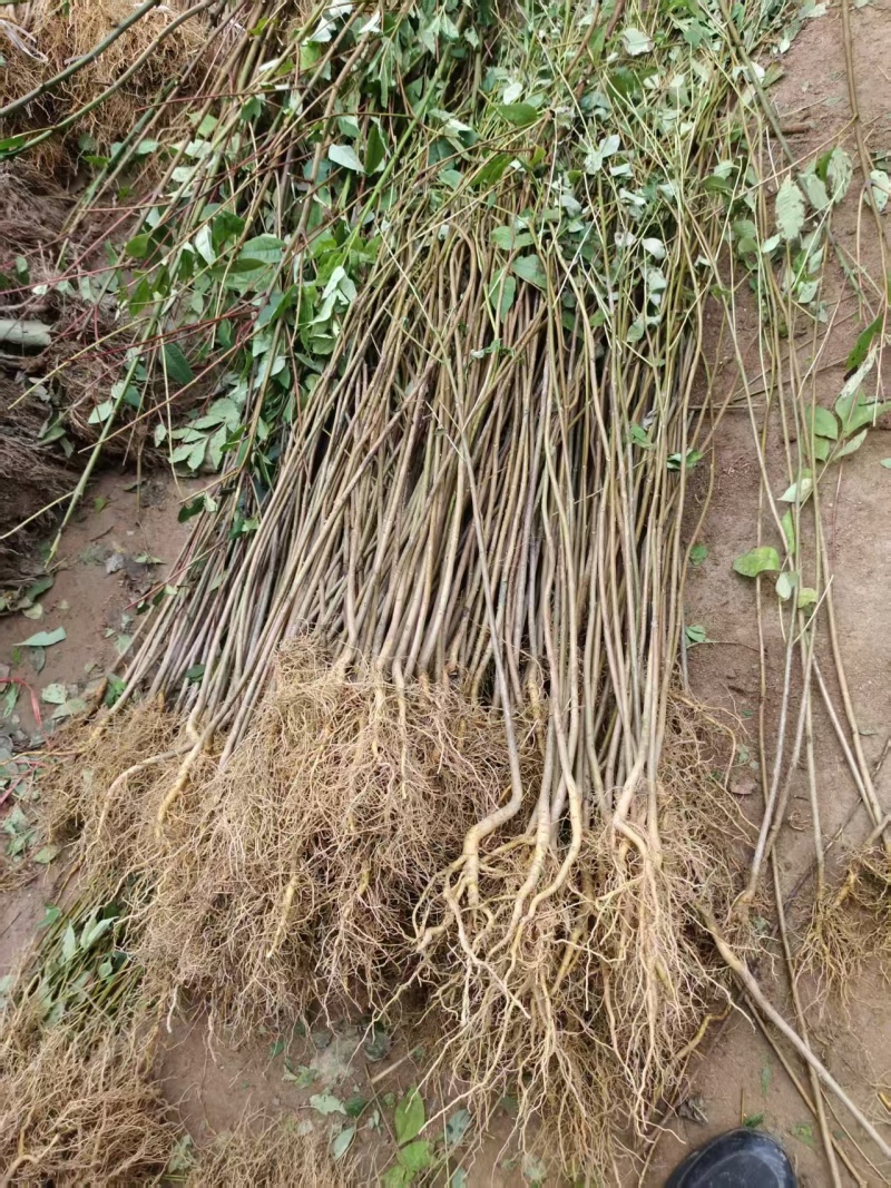 厚皮黄柏树苗中药树苗木黄柏广元种植基地对接批发采购等