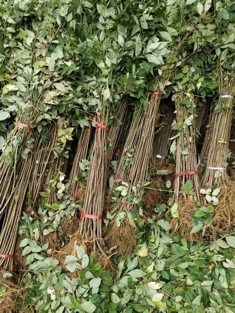 厚皮黄柏树苗中药树苗木黄柏广元种植基地对接批发采购等