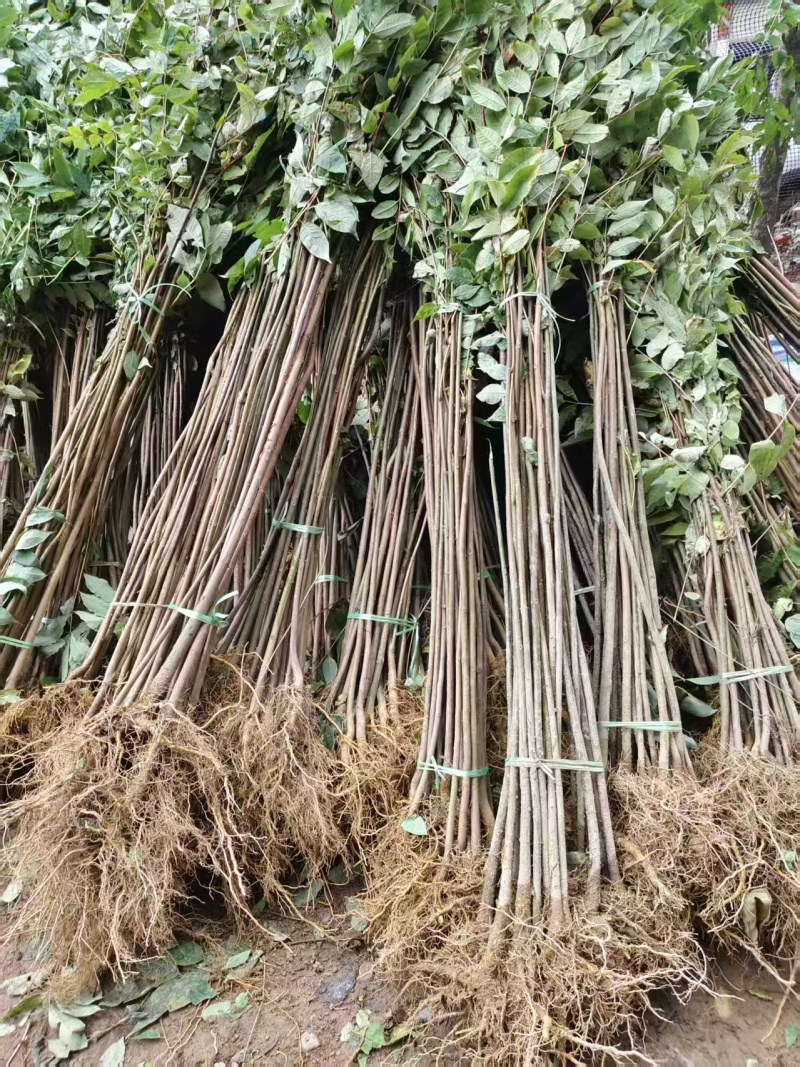 厚皮黄柏树苗中药树苗木黄柏广元种植基地对接批发采购等