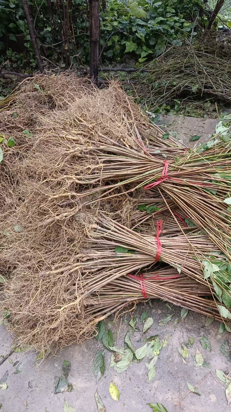 厚皮黄柏树苗中药树苗木黄柏广元种植基地对接批发采购等
