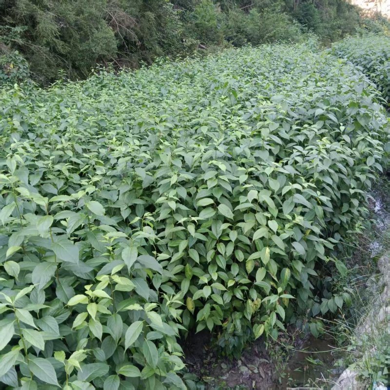 中药材杜仲苗苗木种苗广元苍溪种植基地直供欢迎电话洽谈