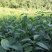 中药材杜仲苗苗木种苗广元苍溪种植基地直供欢迎电话洽谈