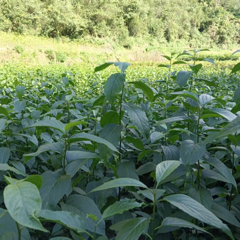中药材杜仲苗苗木种苗广元苍溪种植基地直供欢迎电话洽谈