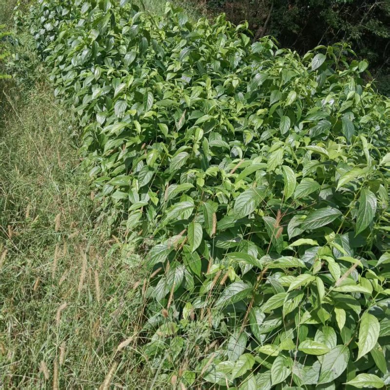 中药材杜仲苗苗木种苗广元苍溪种植基地直供欢迎电话洽谈