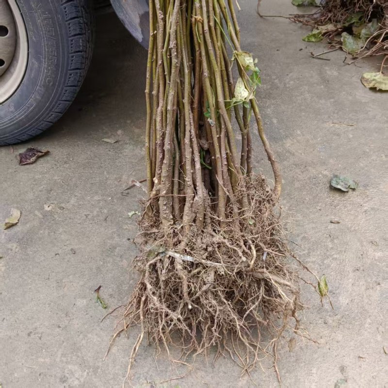 中药材杜仲苗苗木种苗广元苍溪种植基地直供欢迎电话洽谈