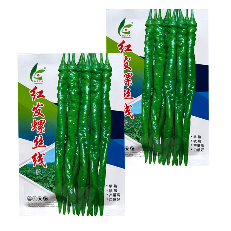红发螺丝线椒种子杂交早熟皮薄质脆辣味香浓挂果多基地种植