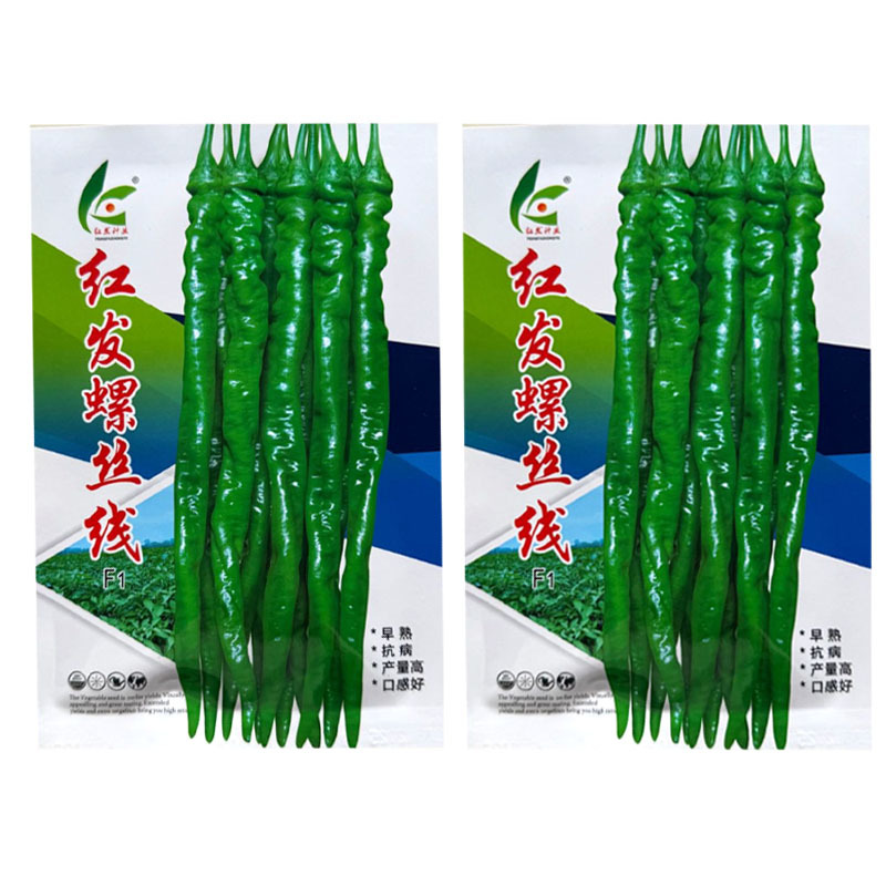 红发螺丝线椒种子杂交早熟皮薄质脆辣味香浓挂果多基地种植