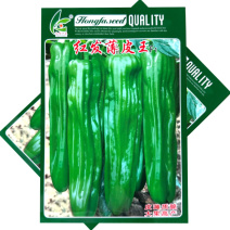 红发薄皮王薄皮椒种子早熟皮薄质脆膨果快辣味适中基地种植