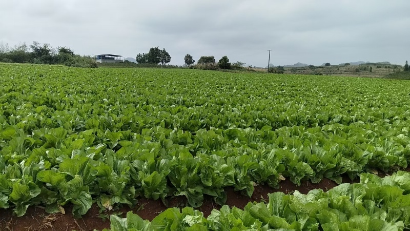 富川芥菜自家种植一手价格现场看货满意在装车不烧心烧边无黑点