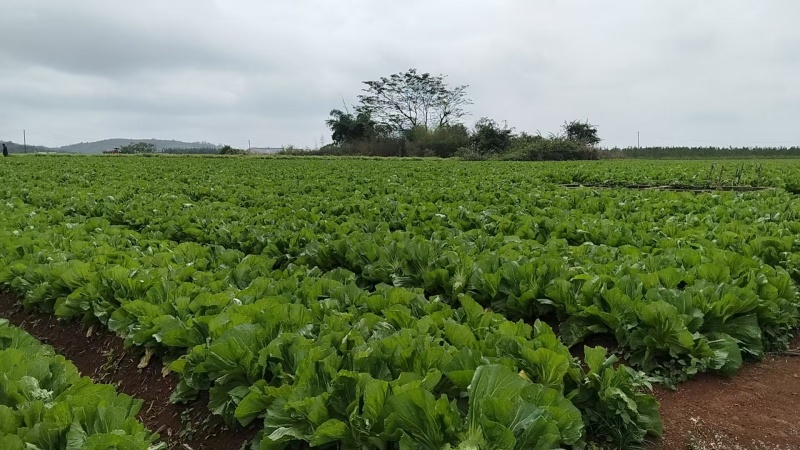 富川芥菜自家种植一手价格现场看货满意在装车不烧心烧边无黑点