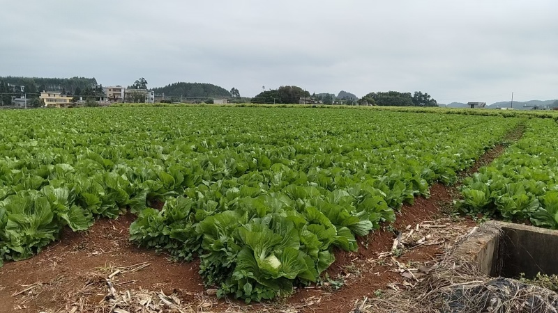 富川芥菜自家种植一手价格现场看货满意在装车不烧心烧边无黑点