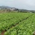 富川芥菜自家种植一手价格现场看货满意在装车不烧心烧边无黑点