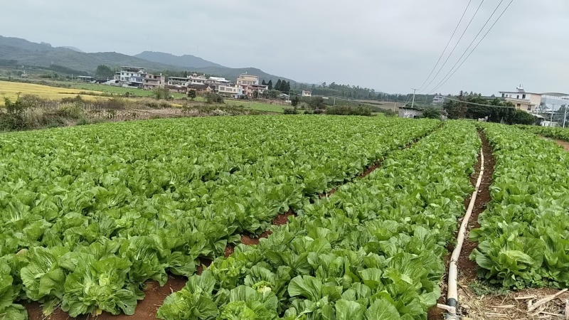 富川芥菜自家种植一手价格现场看货满意在装车不烧心烧边无黑点