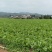 富川芥菜自家种植一手价格现场看货满意在装车不烧心烧边无黑点